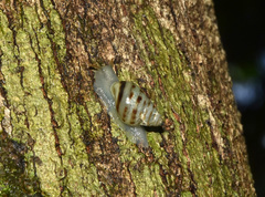 Drymaeus rufolineatus