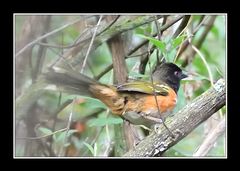 Pipilo maculatus macronyx