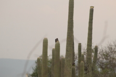 Melanerpes hypopolius