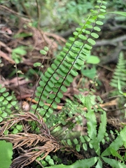 Asplenium trichomanes