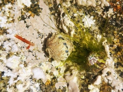 Acanthochitona fascicularis