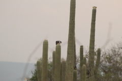 Melanerpes hypopolius