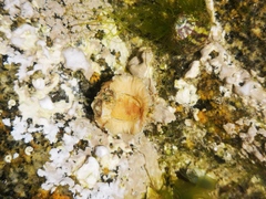 Acanthochitona fascicularis