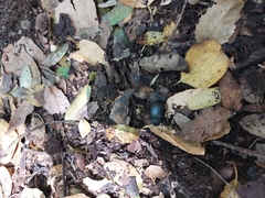 Coleoptera