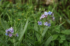Cynoglottis barrelieri