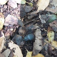 Coleoptera