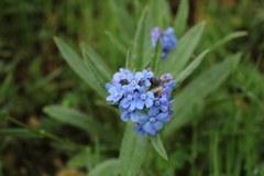 Cynoglottis barrelieri
