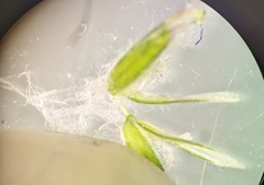 Poa pratensis pratensis