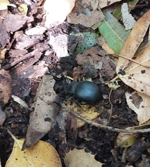 Coleoptera