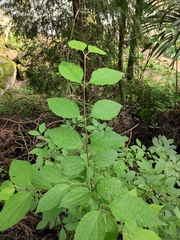 Philadelphus incanus
