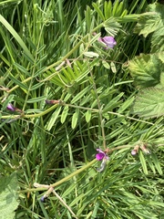 Vicia sativa