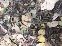 Coleoptera
