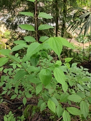 Philadelphus incanus