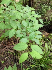 Philadelphus incanus