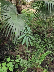 Pinellia pedatisecta