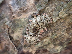 Histia flabellicornis