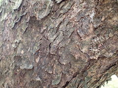 Histia flabellicornis