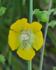 Verbascum masguindalii
