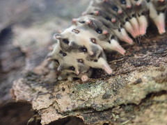 Histia flabellicornis