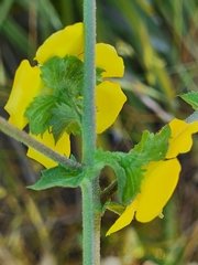 Verbascum masguindalii