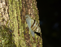 Drymaeus rufolineatus