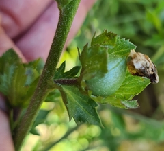 Verbascum masguindalii