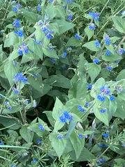 Pentaglottis sempervirens