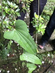 Dioscorea cirrhosa