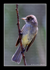 Empidonax albigularis