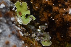 Solorina saccata