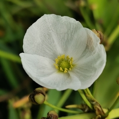 Echinodorus macrophyllus