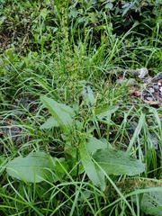 Rumex dentatus