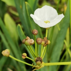 Echinodorus macrophyllus