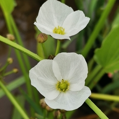 Echinodorus macrophyllus