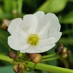 Echinodorus macrophyllus