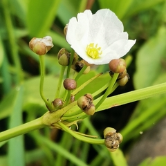 Echinodorus macrophyllus