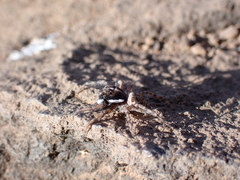 Menemerus semilimbatus