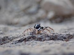 Menemerus semilimbatus