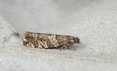 Epinotia tedella
