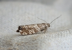 Epinotia tedella