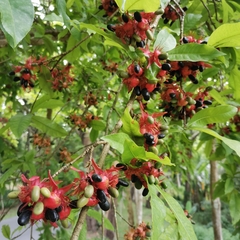 Ochna integerrima