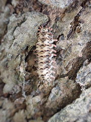 Histia flabellicornis