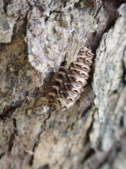 Histia flabellicornis