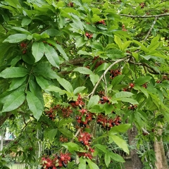 Ochna integerrima