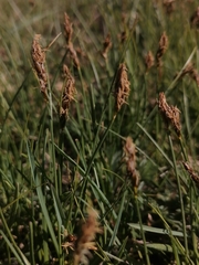 Carex duriuscula