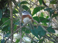 Castanozoster thoracicus