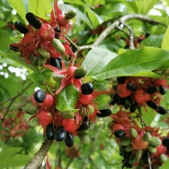 Ochna integerrima