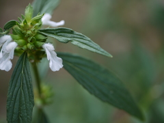 Leucas lavandulifolia