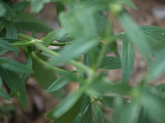 Leucas lavandulifolia