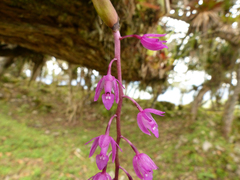 Epidendrum diommum